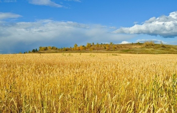 Найбільше української пшениці їде в Індонезію та Філіппіни фото, ілюстрація