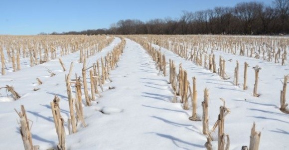 Україні загрожують серйозні проблеми з урожаєм: метеорологи назвали ризики снігового апокаліпсису фото, ілюстрація