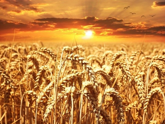 Урожай зерна знизиться на чверть через зміни клімату фото, ілюстрація