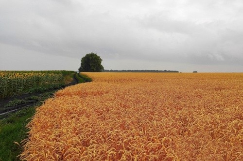 Спека в Європі призведе до зниження врожаю зернових фото, ілюстрація