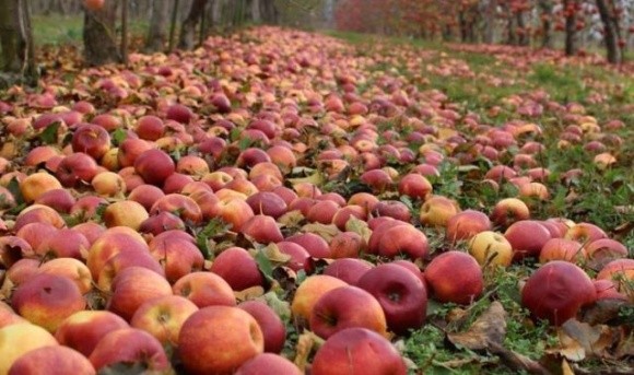 У Польщі рекордні ціни на промислове яблуко, але фермери незадоволені фото, ілюстрація