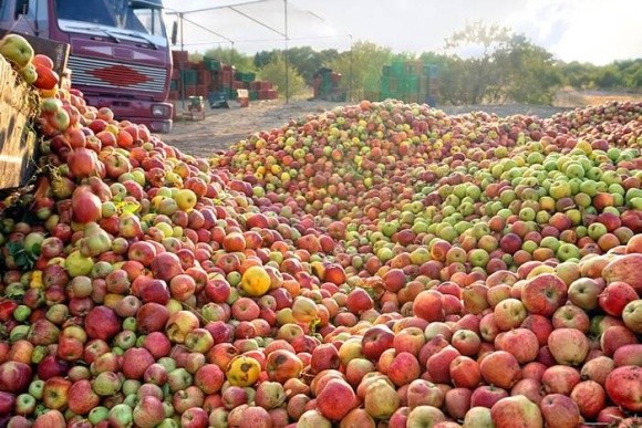 Польський уряд закупить півмільйона тонн яблук удвічі дорожче, ніж дають зараз переробники фото, ілюстрація