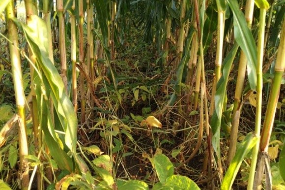 Для збереження ґрунтової вологи польський фермер вирощував сою в міжряддях кукурудзи фото, ілюстрація