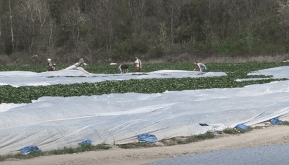 На Закарпатті вже цвіте полуниця, перші врожаї фермери чекають за місяць  фото, ілюстрація