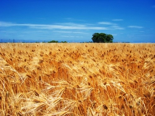 Попередні прогнози вказують на збільшення виробництва пшениці в 2019 році фото, ілюстрація