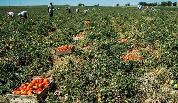 Найбільший в Україні виробник помідорів завершив сезон збирання фото, ілюстрація