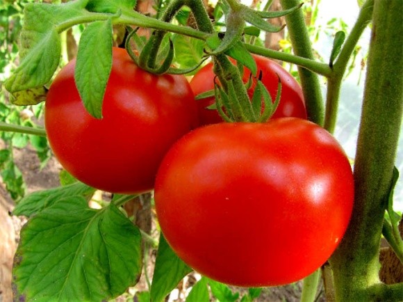 В Израиле выращивают помидоры, не требующие полива фото, иллюстрация