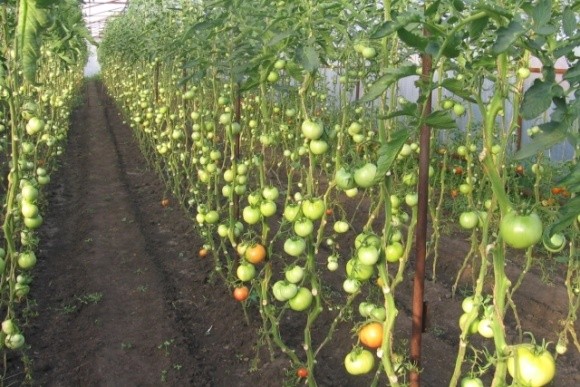 Упаковка зі стебел помідорів допоможе скоротити відходи при виробництві томатів фото, ілюстрація