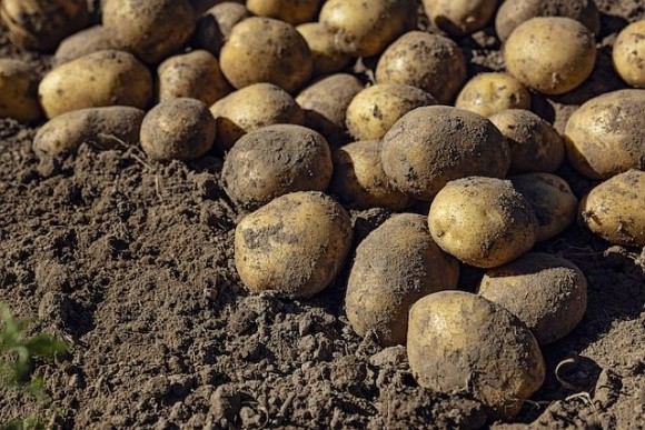 Збільшився попит на картоплю – зросли й ціни фото, ілюстрація