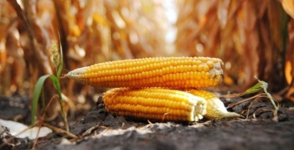 Спека в країнах ЄС утримує стабільний попит на українську кукурудзу фото, ілюстрація