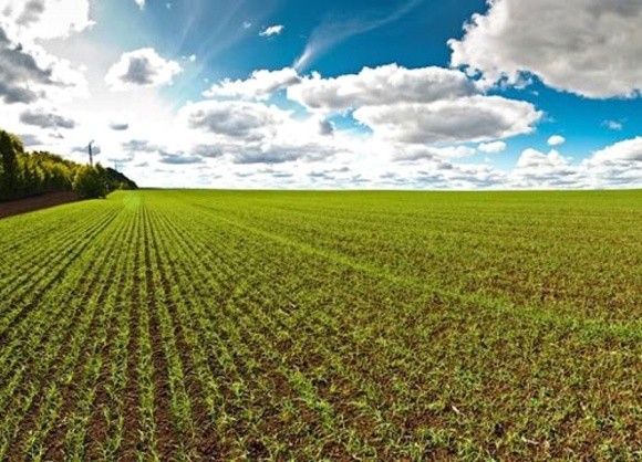 Врожайність пшениці може знизитися на 15-20% фото, ілюстрація