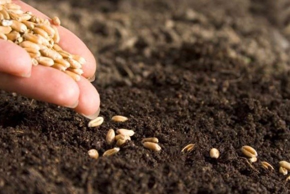 Агролайфхак: подготовка почвы и проверка качества семян фото, иллюстрация