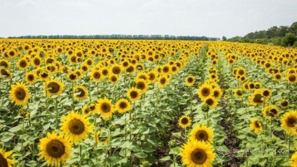 В Україні з середини липня зростає ціна попиту на насіння соняшнику фото, ілюстрація