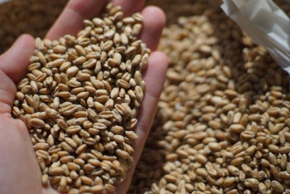 На Кіровоградщині продажі посівного матеріалу озимої пшениці впали в 20 разів фото, ілюстрація