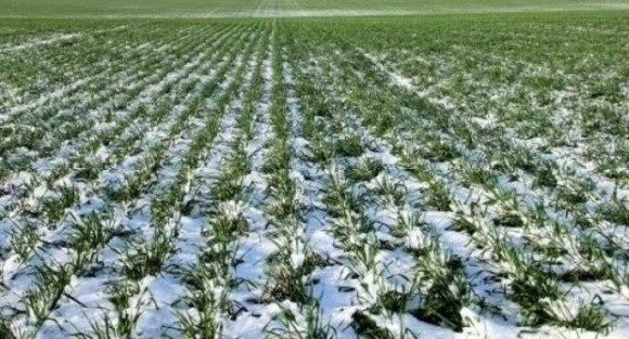 Як короткочасне похолодання в Україні позначиться на посівах: прогноз метеорологів  фото, ілюстрація