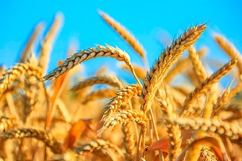 У господарствах Донецької області зернові обмолочені майже на 13% прогнозованих площ фото, ілюстрація
