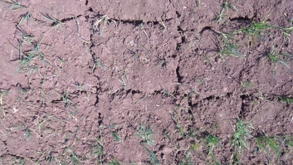 Через тривалу посуху на півдні Одещини гине озимина фото, ілюстрація