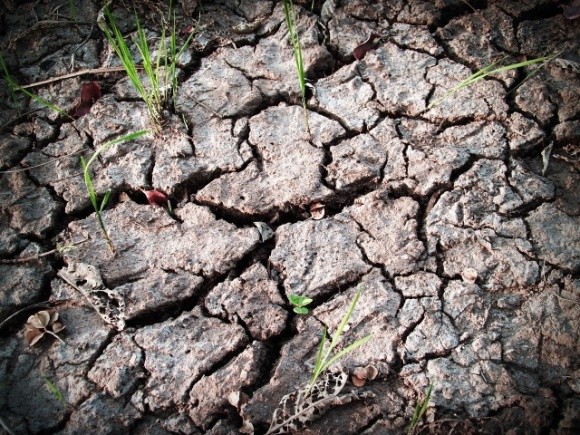 Три чверті посівів зернових на Запоріжжі у слабкому та зрідженому стані фото, ілюстрація