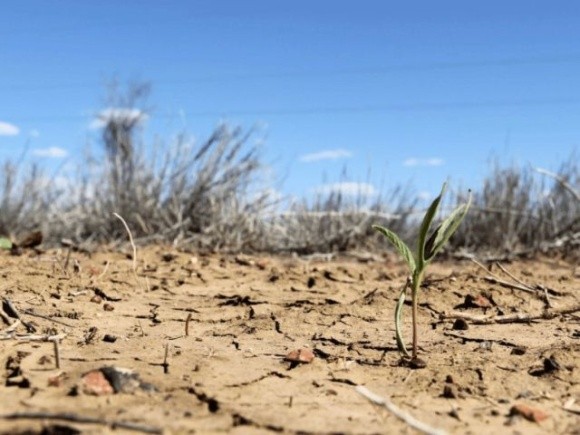 Аграрії Одещини зазнали збитків через посуху на 6,5 мільярда фото, ілюстрація