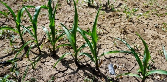 В Одеській області через посуху загинула третина врожаю: як рятуватимуть поля фото, ілюстрація
