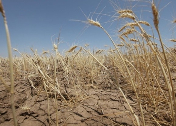 Наслідки посухи. Україна не дорахується частини врожаю, — прогноз фото, ілюстрація