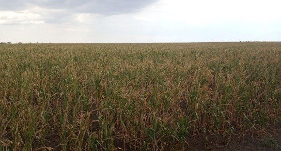 «Якщо в 2019 році через посуху ми отримали в середньому 2 т/га зернових, то в 2020 взагалі не зібрали врожаю», — бессарабський фермер фото, ілюстрація