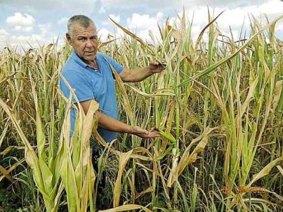 Посуха нищить урожай у фермерів на Вінниччині фото, ілюстрація