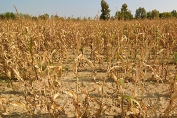У Польщі через посуху фермери втратять до половини врожаю фото, ілюстрація
