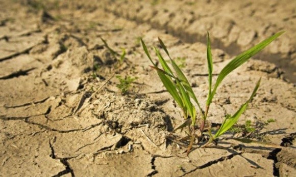 Аграрії з Миколаївщини можуть лишитись банкрутами через масштабну посуху фото, ілюстрація