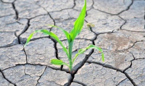 Аграрії, які постраждали від посухи, мають до 20 лютого 2021 року подати відповідні документи, щоб їм не нарахували ПДВ фото, ілюстрація