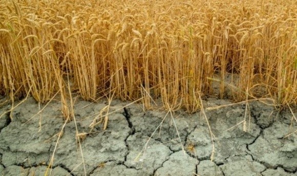 У світі створили перший комерційний ГМО-сорт посухостійкої пшениці фото, ілюстрація