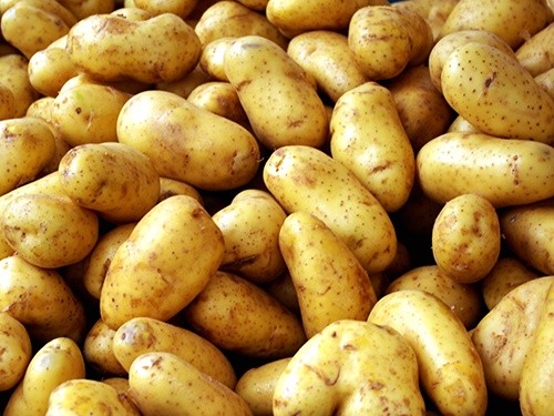 Україна вперше імпортує картоплю з Узбекистану фото, ілюстрація