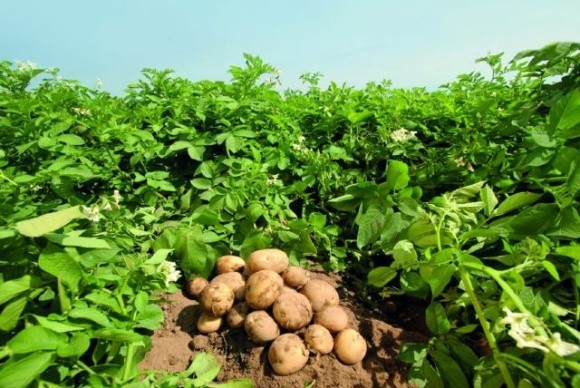 У Кенії вчені вивели нематодостійкі сорти картоплі фото, ілюстрація