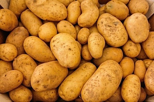 В Європі посадили рекордну кількість картоплі фото, ілюстрація