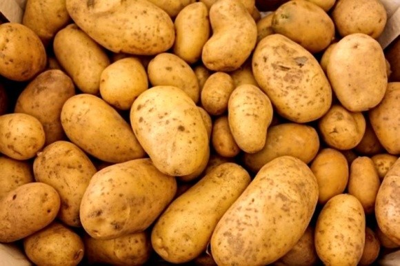 Фермери садять менше картоплі, але її буде вдосталь фото, ілюстрація