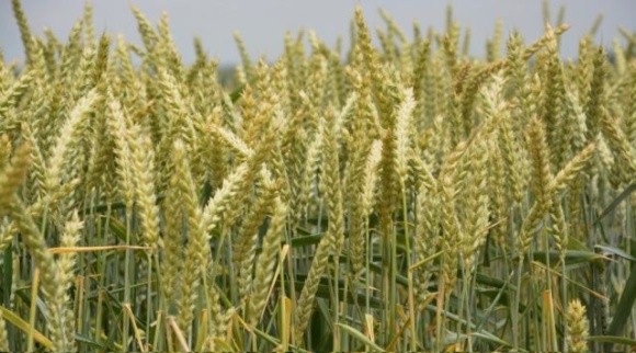 Через погодні умови на Херсонщині повна стиглість зернових настане раніше фото, ілюстрація