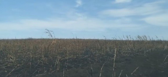 На Сумщині горять кукурудзяні поля фото, ілюстрація