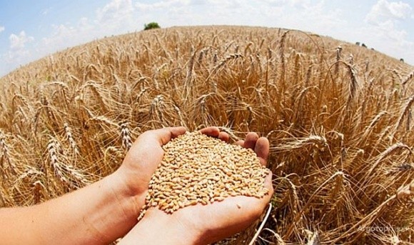 Премія за продовольчу пшеницю на світовому ринку поступово знижується фото, ілюстрація