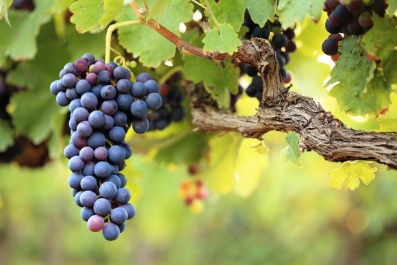 Закарпатські винороби збирають рекордний урожай винограду фото, ілюстрація