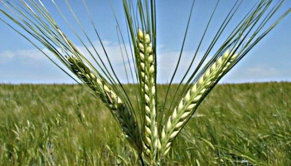 Грузія припинила експорт пшениці та ячменю фото, иллюстрация