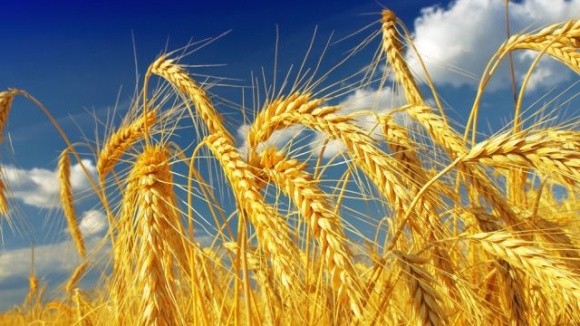 Введення Туреччиною мита на імпорт зерна майже не зачепить українську продукцію фото, ілюстрація
