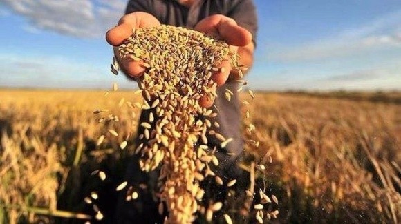 У 2021 році Україна зібрала рекордний урожай зернових та олійних культур, — Держстат фото, ілюстрація