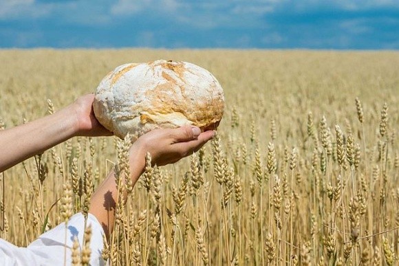Українські аграрії потребують підтримки, щоб надалі забезпечувати продовольчу безпеку світу, – Тарас Висоцький фото, ілюстрація