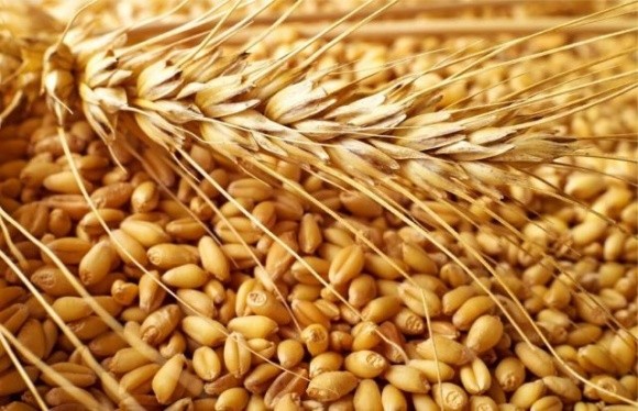 Продовольчої пшениці в цьому сезоні буде обмаль фото, ілюстрація