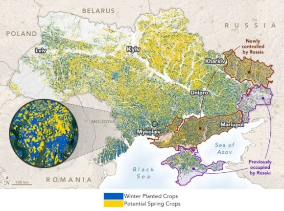 В NASA спрогнозували врожайність озимої пшениці в Україні фото, ілюстрація
