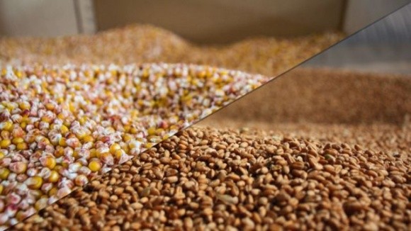 USDA оновив прогноз виробництва пшениці та кукурудзи в Україні фото, ілюстрація