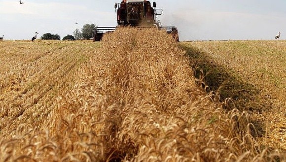 Єврокомісія знизила прогноз урожаю пшениці, але ціни падають фото, ілюстрація