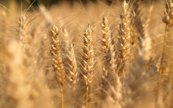 ФАО переглянула прогноз виробництва зернових фото, ілюстрація
