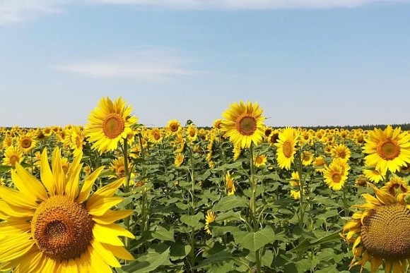 Аналітики знову знизили прогноз врожайності кукурудзи та соняшнику в ЄС фото, ілюстрація