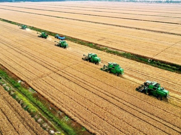 Прогноз врожаю-2022 — 63 млн т зернових та олійних фото, ілюстрація